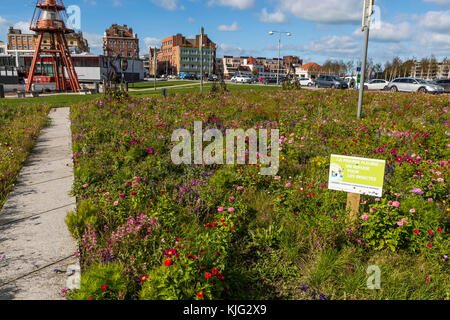 Kommunale blumen Betten mit einem pollinator flower Mix gepflanzt, um die Tierwelt und sehen toll aus. Place du Minck, Dünkirchen, Frankreich Stockfoto