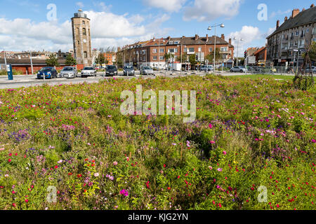 Kommunale blumen Betten mit einem pollinator flower Mix gepflanzt, um die Tierwelt und sehen toll aus. Place du Minck, Dünkirchen, Frankreich Stockfoto