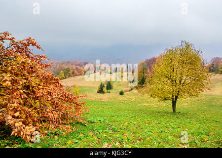 Malerischer Herbst Landschaft in den Bergen mit Wiese und bunten Bäume auf Vorder- und Nebel über dem Tal. Karpaten, Ukraine. Stockfoto