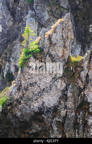 Eine junge Tanne wächst auf einem Felsen in der Morgensonne. Karpaten Stockfoto