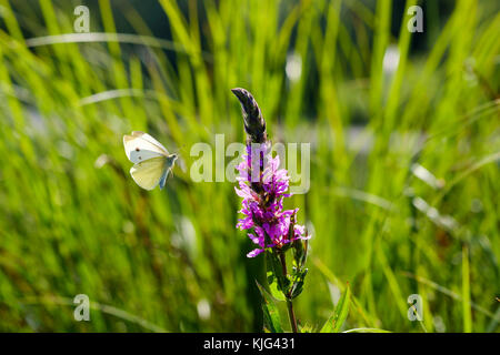 Gewöhnlicher Blutweiderich (Lythrum salicaria), fliegender Kleiner Kohlweißling (Pieris rapae), Bayern, Deutschland Stockfoto