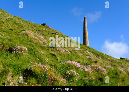 Alter Schornstein, Ruinen vom ehemaligen Bergwerk, alte Zinnmine, Botallack Mine, blühende Strand-Grasnelke (Armeria maritima), St Just in Penwith, Co Stockfoto