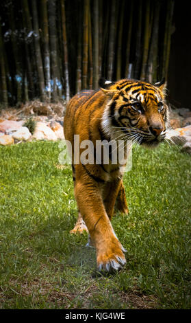 Ein echter wildlife Tiger Zoo in Australien Brisbane gefangen, vor ein Stück Glas. Die Sumatra Tiger ist einer der gefährdeten Arten weltweit. Stockfoto