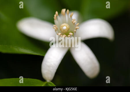 Weiß Orange Blossom unter verlässt. extreme Nahaufnahme Makro mit Blick auf die Blume Anatomie sehr geringe Tiefenschärfe weiß Nahaufnahme Blüten Blumen Stockfoto