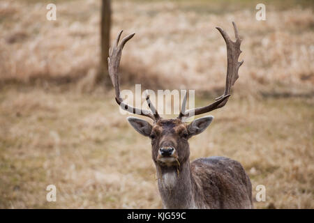 Damwild auf der Wiese im Herbst Stockfoto