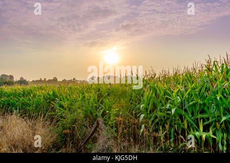 Rand von einem Maisfeld in der Mayenne Landschaft im Sommer bei Sonnenuntergang, Frankreich Stockfoto