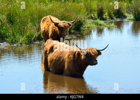 Langhaarige Highland Cattle Abkühlung in den Feuchtgebieten bei Van Farm RSPB Nature Reserve am Loch Leven, Perth und Kinross, Schottland Stockfoto