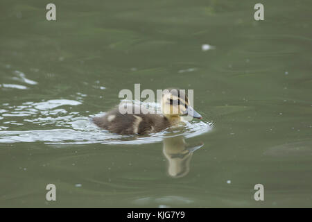 Gruppe der Stockente Entenküken gepresst zusammen auf in Wasser anmelden, West Yorkshire, England, Juli Stockfoto