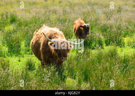 Highland Kuh mit Kalb nähern Water's Edge bei Van Farm RSPB Nature Reserve am Loch Leven, Perth und Kinross, Schottland Stockfoto