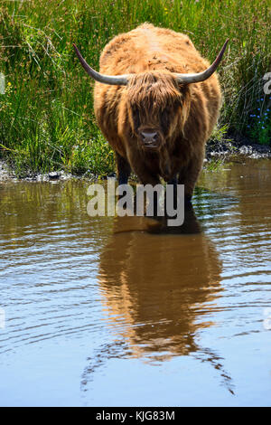 Langhaarige Highland Cattle Abkühlung in den Feuchtgebieten bei Van Farm RSPB Nature Reserve am Loch Leven, Perth und Kinross, Schottland Stockfoto