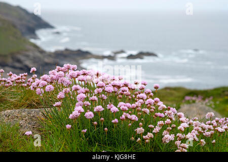 Strand-Grasnelke (Armeria maritima), Cornwall, England, Großbritannien Stockfoto