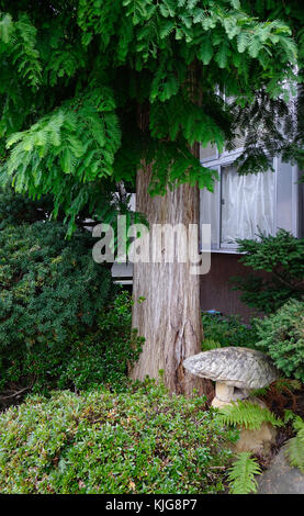 Kleiner japanischer Garten mit Kiefern- und Stein Laterne im Frühling. Stockfoto