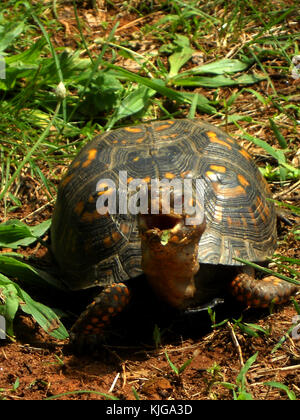 Box Schildkröte mit seinem Mund geöffnet Stockfoto