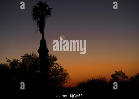 Namibia, Region Khomas, in der Nähe von Uhlenhorst, Astrophoto, Neue mondsichel mit Palmen im Vordergrund. Stockfoto