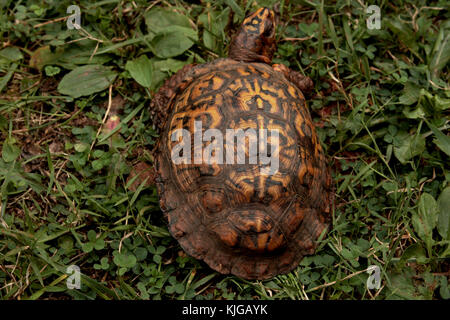 Box turtle mit schönen Muster auf der Shell Stockfoto