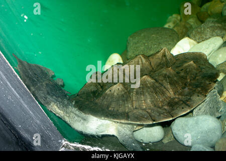 Mata Mata Schildkröte in Gefangenschaft Stockfoto
