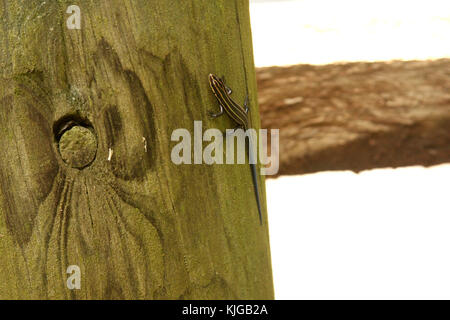 Fünf-linige Skink Eidechse auf Holzzaun in Virginia, USA Stockfoto