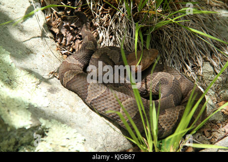 Nördliche Kupferkopfnatter auf Felsen in Blue Ridge Mountains, Virginia, USA Stockfoto