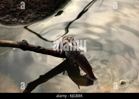 Wasser Schlange kämpfen ein Wels zu schlucken Stockfoto