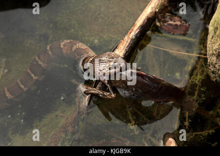 Wasser Schlange kämpfen ein Wels zu schlucken Stockfoto