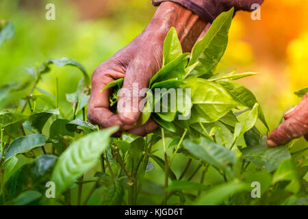 Tea Leaf in frischen Garten. Stockfoto