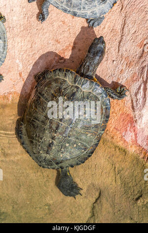 Tortue de Floride, Trachemyde à Tempes Jaunes, Carnoules Var Frankreich Stockfoto