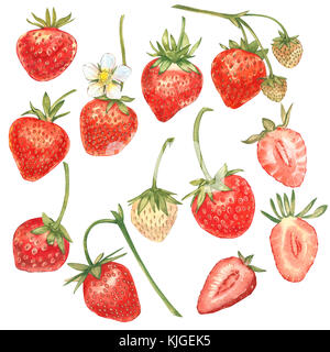  Foto zu Aquarell Erdbeer Satz isoliert auf weißem Hintergrund. Aquarell-Set von 