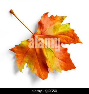 Platane Blatt auf weißen isoliert. (Pfad). Stockfoto