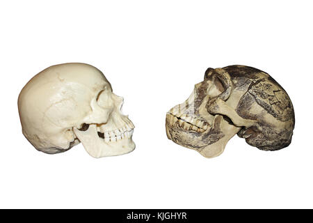 Moderne Mensch vs Zhoukoudian (choukoutien) Homo erectus Schädel Stockfoto