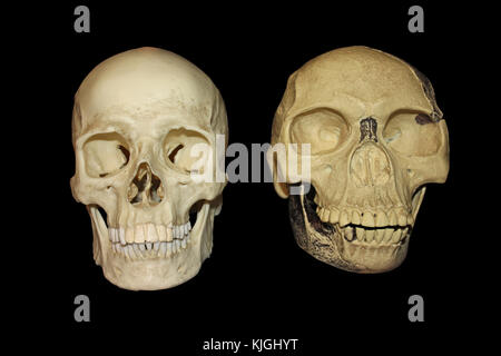 Vergleich Piltdown Man vs modernen menschlichen Schädel Vorderansicht Stockfoto