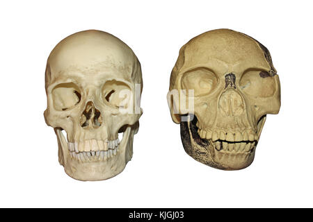 Vergleich Piltdown Man vs modernen menschlichen Schädel Vorderansicht Stockfoto