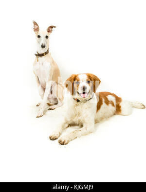 Whippet & Brittany Spaniel hunde auf weißem Hintergrund Stockfoto
