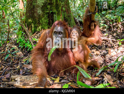 Orang-utan Baby und Mutter. Mutter und Cub in einem natürlichen Lebensraum. Bornesischen Orang-utan (Pongo pygmaeus wurmbii) in der wilden Natur. Regenwald der Insel b Stockfoto