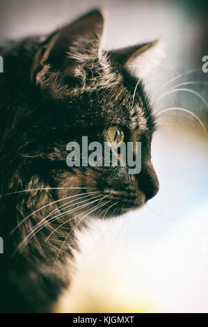 Inländische enrage Katze Portrait im Profil Stockfoto