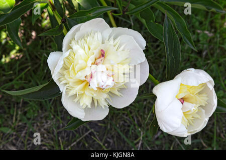 Die schöne große weiße Pfingstrose Blüte in einem Garten unter den grünen Blättern, wird durch eine enge fotografiert. Stockfoto