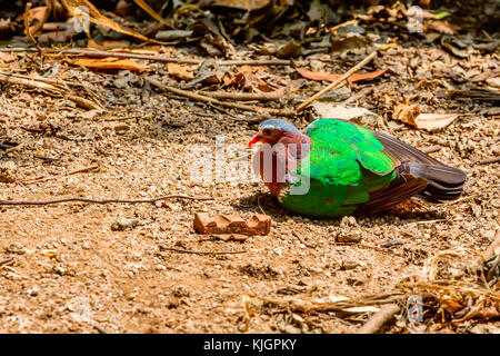 Gemeinsame emerald Taube oder chalcophaps Indica Stockfoto