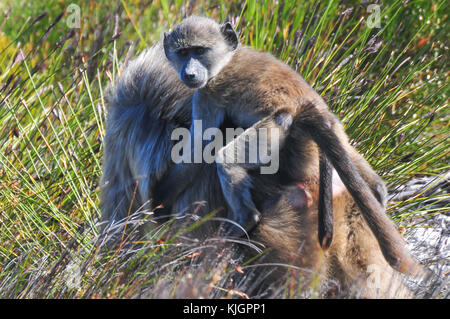 Pavian und seine Jungen am Kap der Guten Hoffnung, Südafrika. Stockfoto
