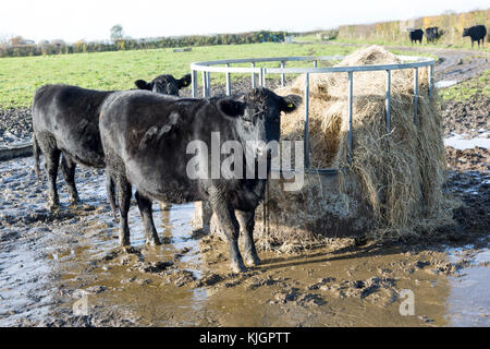 Aberdeen Angus Kreuz züchten Rinder Kälber stehend schlammiges Feld durch, Wilcot, Wiltshire, England, Großbritannien Stockfoto