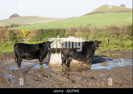 Aberdeen Angus Kreuz züchten Rinder Kälber stehend schlammiges Feld durch, Wilcot, Wiltshire, England, Großbritannien Stockfoto