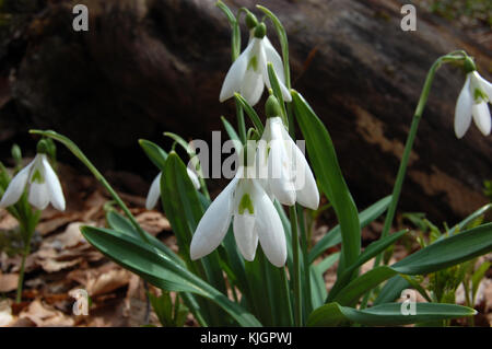 Frühling Blumen im wilden Wald isoliert. weißen Schneeglöckchen. Frühling blühende Pflanze. Stockfoto