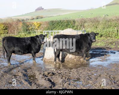 Aberdeen Angus Kreuz züchten Rinder Kälber stehend schlammiges Feld durch, Wilcot, Wiltshire, England, Großbritannien Stockfoto