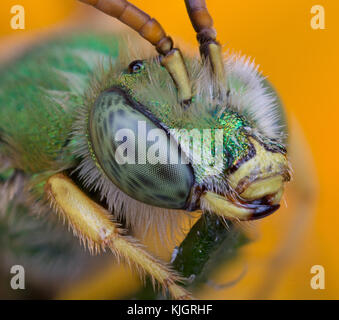 Metallic grün Schweiß Biene - agapostemon Spp. Stockfoto