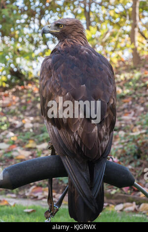 Braun Hawk auf einem Ast sitzend, mit vollem Körper und aus der Nähe von Federn. Schuß von hinten. Stockfoto