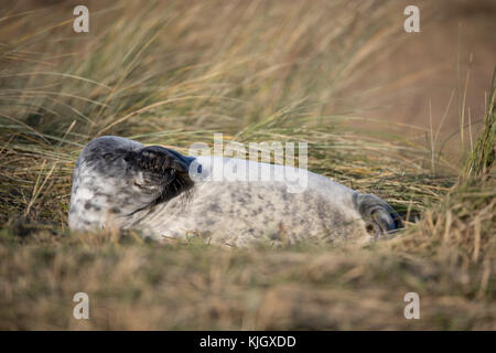 Donna Nook Naturschutzgebiet, Lincolnshire, Großbritannien. 23. November 2017. atlantic Kegelrobben an Land für die jährliche Geburt ihrer Welpen kommen. Donna Nook Naturschutzgebiet, Lincolnshire, Großbritannien. Credit: Anthony wallbank / alamy leben Nachrichten Stockfoto