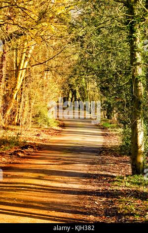 Burton Lazars, UK. 24. November 2017. goldenen Farben der Natur entlang der Landstraße als Pferde unter einem klaren blauen Himmel auf einem milden Herbst Tag weiden wie Tiere im Sonnenschein Nach dem bestanden trüben Tagen sonnen. Credit: clifford Norton/alamy leben Nachrichten Stockfoto