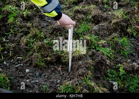 Greifswald, Deutschland. November 2017. ABBILDUNG - ein Mitarbeiter des Landesamtes für Landwirtschaft und Umwelt zeigt mit einem Maßstab die Schadentiefen in einem aufgerührten Deich zum Küstenschutz in Kalkvitz bei Greifswald, Deutschland, 23. November 2017. Die Schäden an Deichen für den Küsten- und Hochwasserschutz werden durch Wildschweine auf der Suche nach saftigen Regenwürmern verursacht. (Luftaufnahme mit Quadrocopter) Credit: Stefan sauer/dpa/Alamy Live News Stockfoto