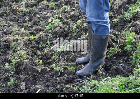 Greifswald, Deutschland. November 2017. Ein Mitarbeiter des Landesamtes für Landwirtschaft und Umwelt steht am 23. November 2017 in Kalkvitz bei Greifswald an einem beschädigten Deich zum Küstenschutz. Die Schäden an Deichen für den Küsten- und Hochwasserschutz werden durch Wildschweine auf der Suche nach saftigen Regenwürmern verursacht. (Luftaufnahme mit Quadrocopter) Credit: Stefan sauer/dpa/Alamy Live News Stockfoto