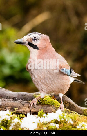 Aberystwyth, Ceredigion, Wales, UK. 25. November 2017. Der Kälteeinbruch hat ein Hagelsturm mit sich gebracht und dieser Jay ist das Suchen nach Essen in eine kurze Atempause vom Hagel. Credit: Philip Jones/alamy leben Nachrichten Stockfoto