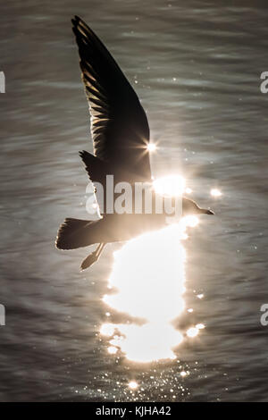 London, Großbritannien. 25 Nov, 2017. UK Wetter: Eine gemeinsame Möwe fliegt am Morgen Winter Sonne auf Kanada Wasser Süßwasser-See, Teil der Wildlife Refuge in Rotherhithe in den Docklands im Südosten Londons. Credit: Guy Corbishley/Alamy leben Nachrichten Stockfoto