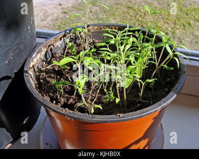 Kleine Jungen Tomaten Keimlinge wächst im Blumentopf auf der Fensterbank Stockfoto